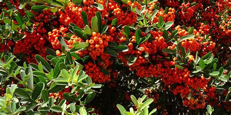 Illustration d'un Pyracantha chargé de baies colorées dans un jardin paysager