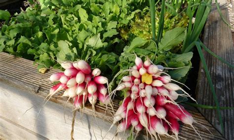 Planter des radis dans un potager bien ensoleillé