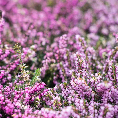 Rayon de plantes en supermarché avec des bruyères colorées