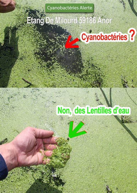 Photographie comparative entre des algues marines et des colonies de cyanobactéries