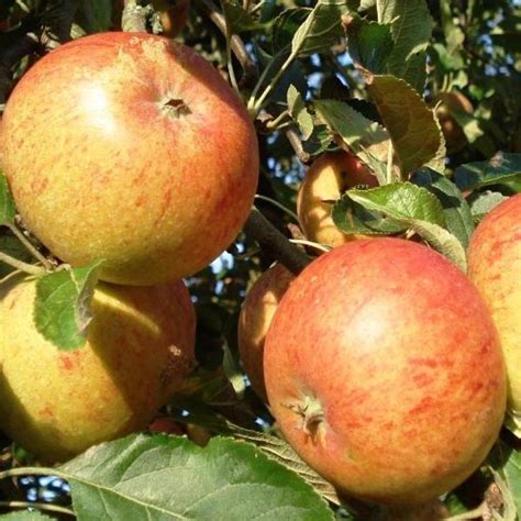 Pommier Cox Orange Pippin en verger