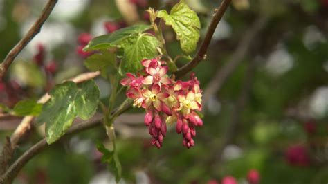 Illustration d'un groseillier en pleine floraison