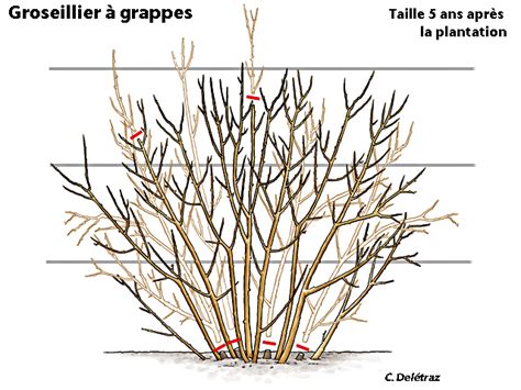 Schéma expliquant les différentes coupes pour la taille d'un groseillier