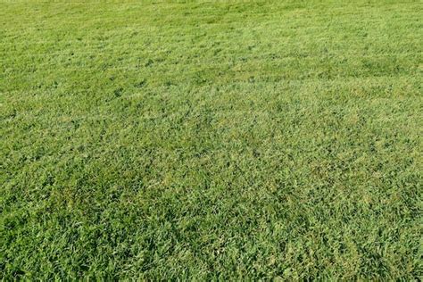 Herbe coupée fraîchement tondue