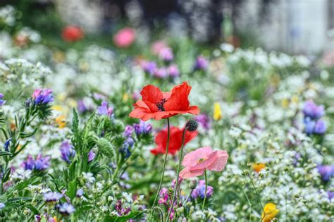 Zone de prairie fleurie dans un jardin
