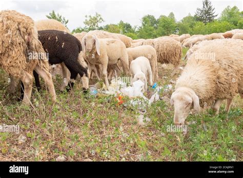 Moutons broutant dans un jardin