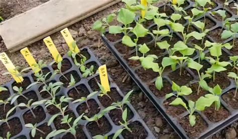 Semis de tomates en alvéoles