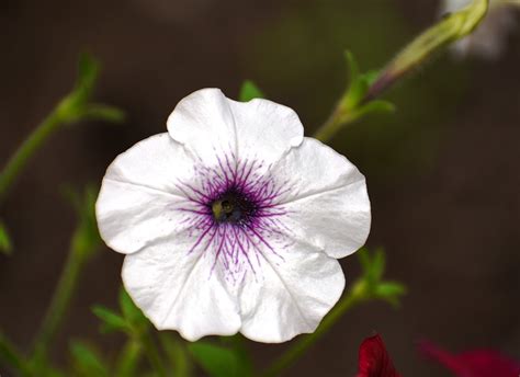 détail d'une fleur de pétunia à double floraison
