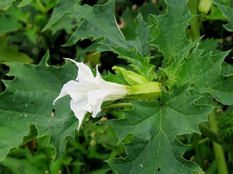 Datura officinal en fleur