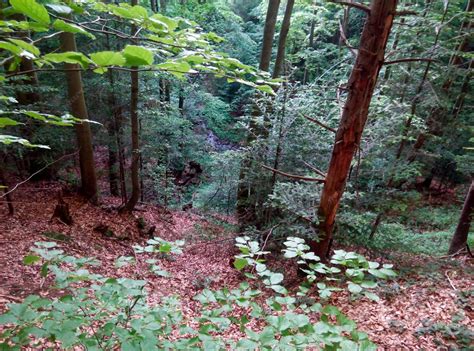 Sol forestier riche et couvert