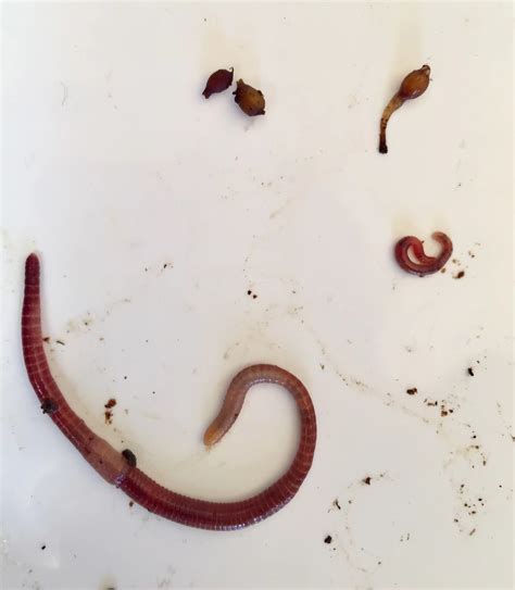 Vers rouges (Eisenia fetida) dans un compost
