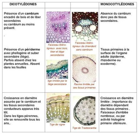 Infographie comparant les caractéristiques morphologiques des dicotylédones et des monocotylédones