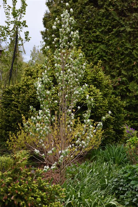 Amélanchier 'Obelisk' en pleine floraison