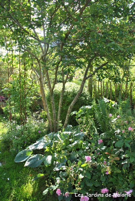 Exemple d'association de l'Amélanchier 'Obelisk' dans un jardin