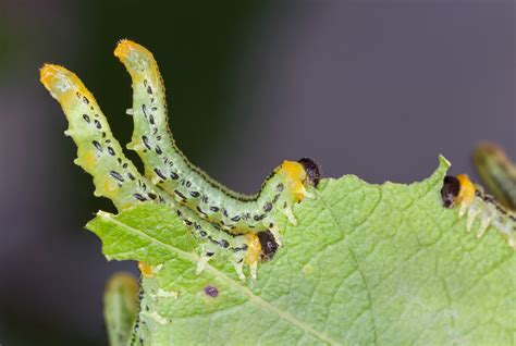 Larves de tenthrèdes dévorant une feuille de rosier