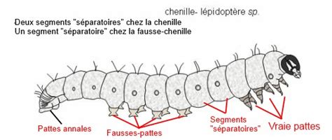 Schéma comparatif : vraie chenille vs. fausse chenille (tenthrède)