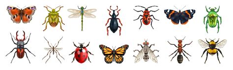Illustration de divers insectes auxiliaires utiles au jardin