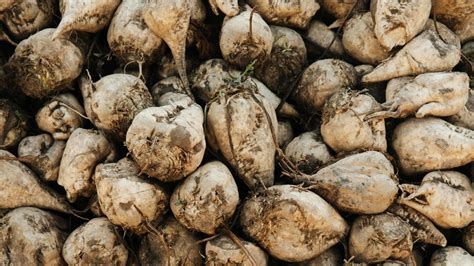 Champignon poussant sur les semences de betterave sucrière