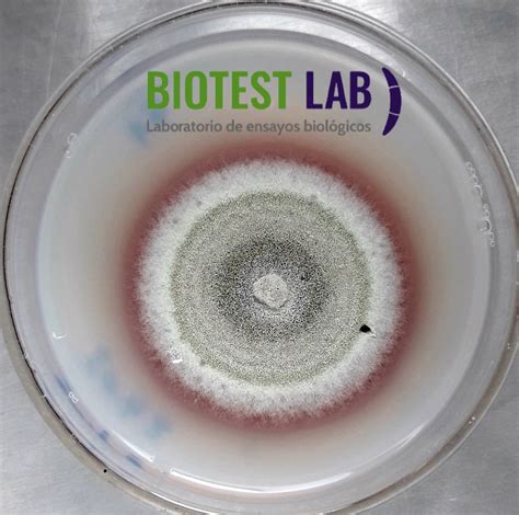 Análisis sanitario de semillas mediante Blotter test