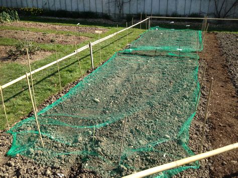 Filet de protection sur un potager