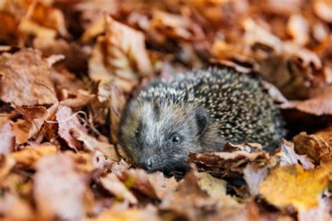 Hérisson dans un tas de feuilles