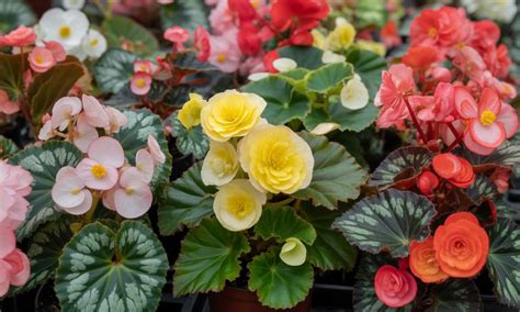 Diversité des bégonias : feuillages et fleurs