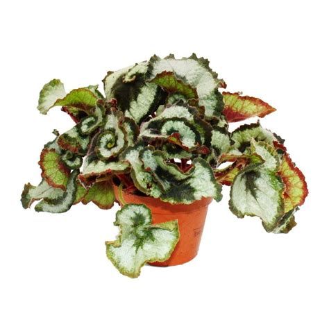 Feuillage de bégonia atteint par l'oïdium