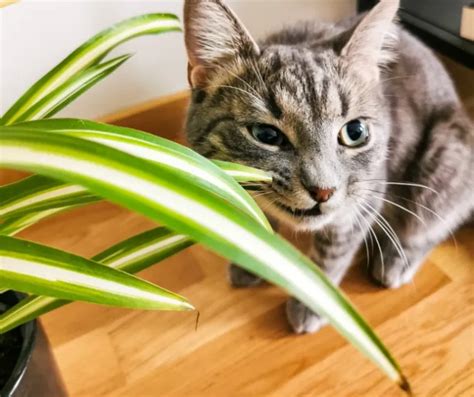 Chat près d'une plante d'intérieur