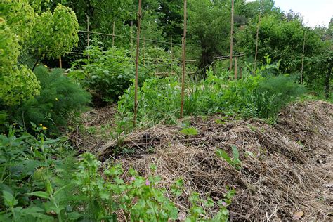 Exemple de butte Hugelkultur