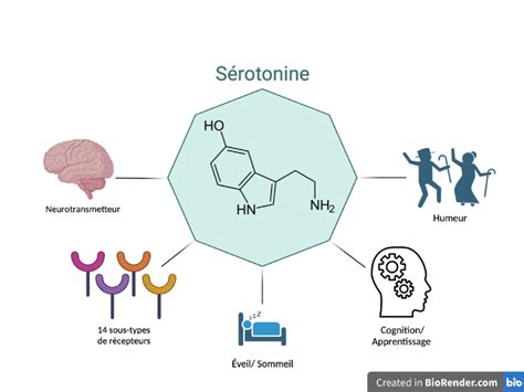 diagramme expliquant l'action de Mycobacterium vaccae sur la sérotonine et la dopamine