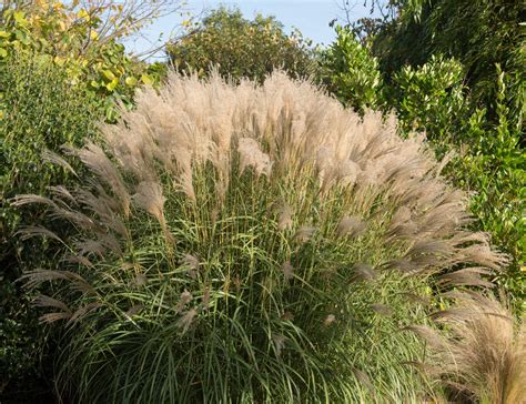 Détail du feuillage fin de Miscanthus sinensis Gracillimus