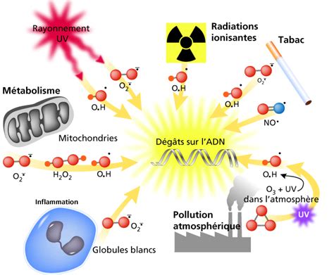 Diagramme montrant l'action des antioxydants contre les radicaux libres