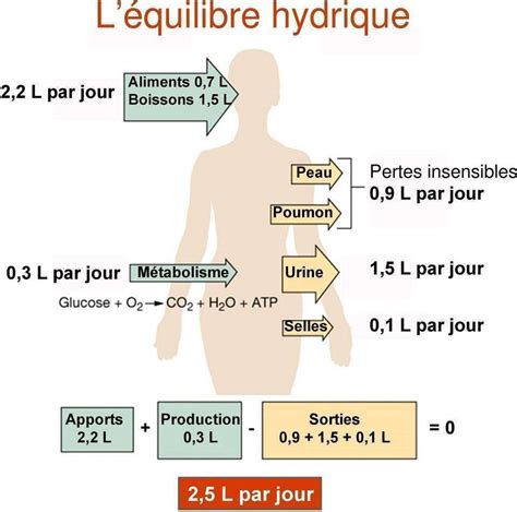 Graphique montrant l'équilibre hydrique du cuir chevelu après l'utilisation de soins enrichis en AHA