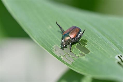 Un scarabée japonais sur une feuille d'arbre