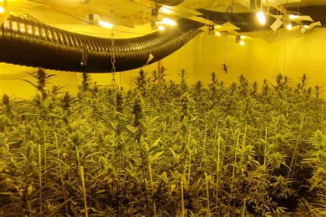 Démantèlement d'une plantation de cannabis géante