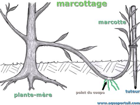 Schéma explicatif du marcottage aérien sur une branche de citronnier
