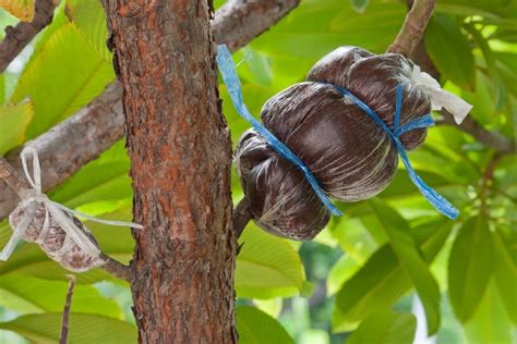 Photographie montrant une capsule de marcottage remplie de racines de citronnier