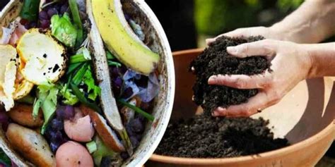 Plantes saines cultivées avec du compost