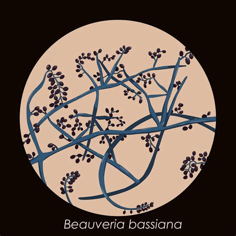 Différentes souches de Beauveria bassiana