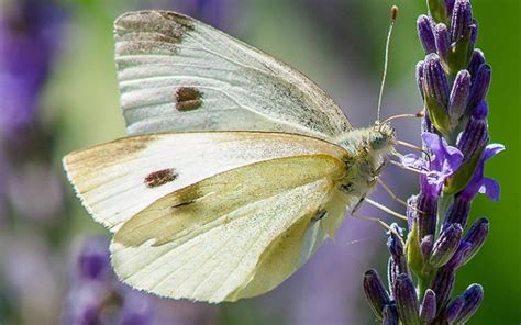 Papillon piéride du chou sur une feuille