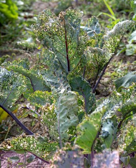 Feuilles de chou dévorées par des chenilles de piéride