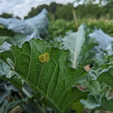 Grappe d'œufs de piéride sous une feuille de chou