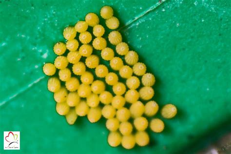 Main écrasant une grappe d'œufs de piéride sur une feuille