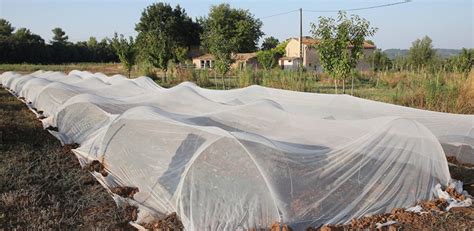 Plantation de choux protégée par un filet anti-insectes