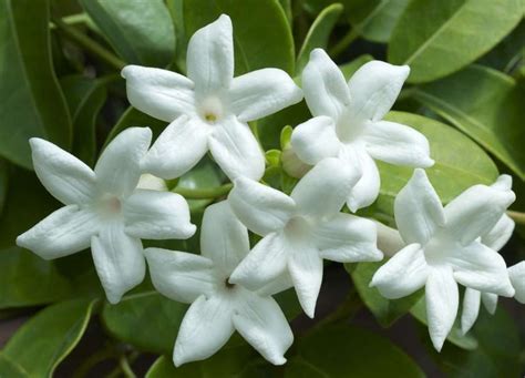 fleurs de jasmin en pleine floraison