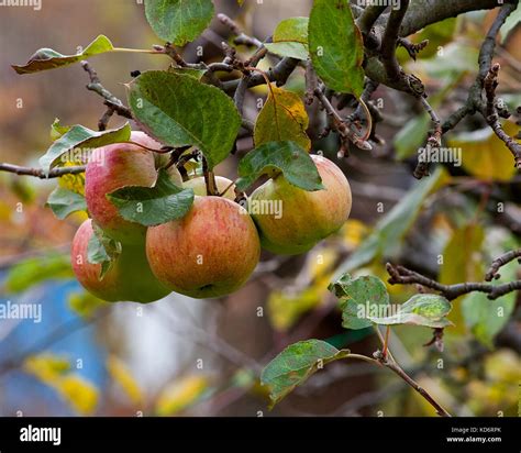 Pommes mûres sur un arbre en automne