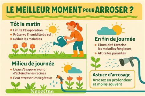 Infographie montrant le cycle d'arrosage idéal pour les jeunes boutures d'aloe vera selon les saisons.