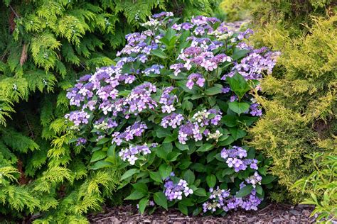 Hydrangea serrata Vicomte de Kerlot en pleine floraison estivale
