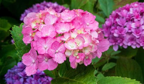 Schéma de préparation du sol pour hortensia en terre de bruyère