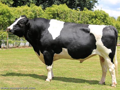 Infographie des taureaux Holstein les mieux classés en ISU (2025)